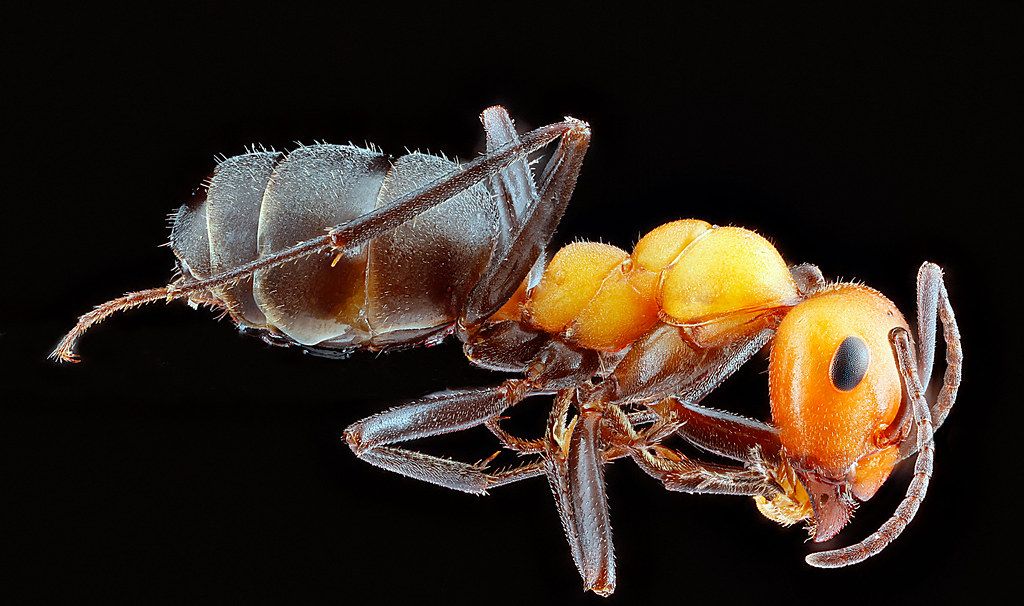 Ant Control service in Gulfport, MS