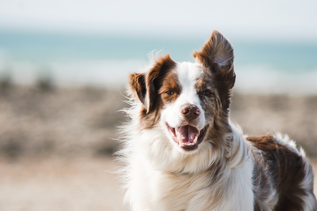 Flea & Tick Control service in Gulfport, MS