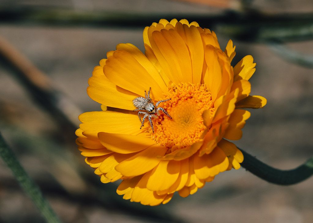 Spider Control service in Gulfport, MS